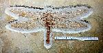 Urogomphus